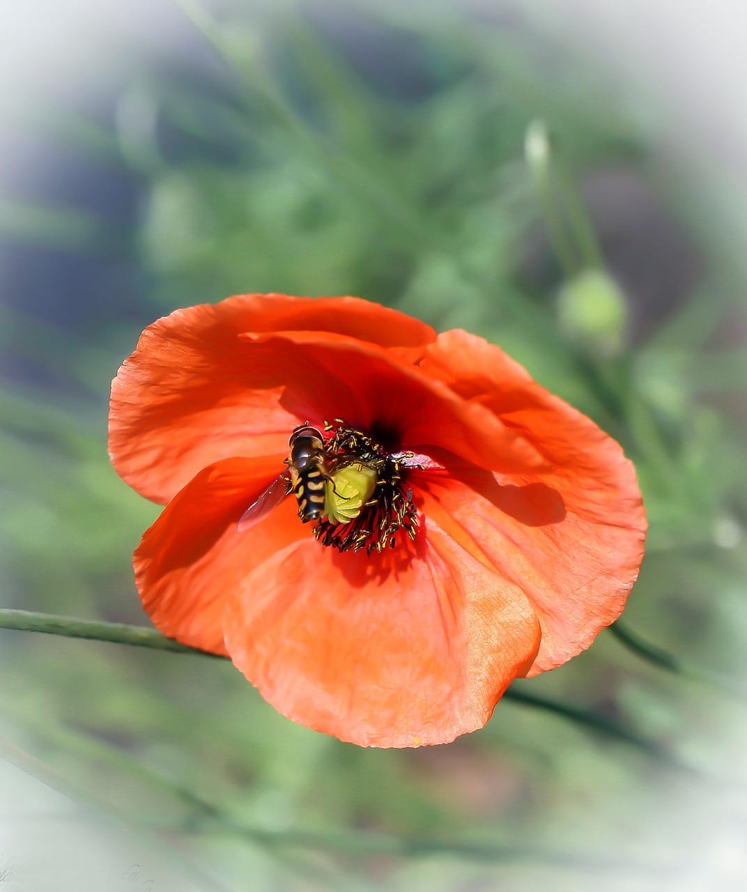 Pest controller sparks award winning pollinator project